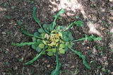 perex-image
